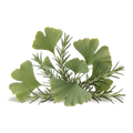 ginkgo biloba and rosemary