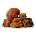 REISHI+CHAGA